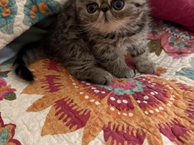 Brown Tabby - Exotic - Gallery Photo #1