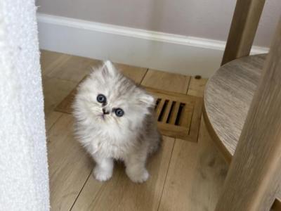Persian Litter 2 Girls Available - Persian - Gallery Photo #1