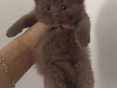 Cinnamon Male British Kitten - British Shorthair - Gallery Photo #1