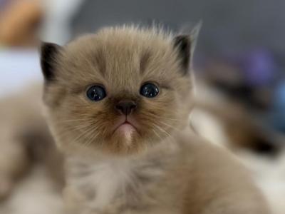 Cleome - Ragdoll - Gallery Photo #1