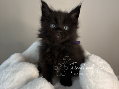 The Ghoul Black Maine Coon - Maine Coon - Gallery Photo #1