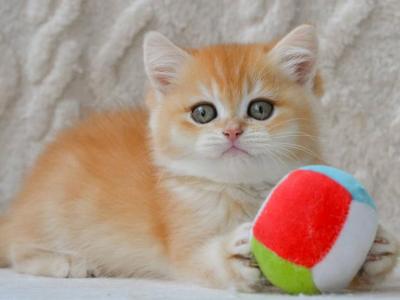 Brandon - British Shorthair - Gallery Photo #1