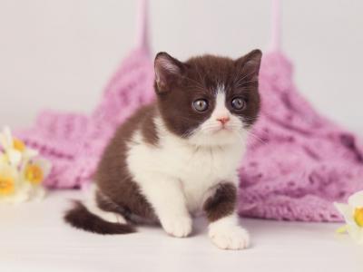 Quin - British Shorthair - Gallery Photo #1