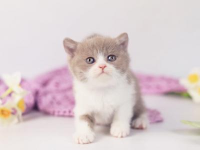 Quiana - British Shorthair - Gallery Photo #1