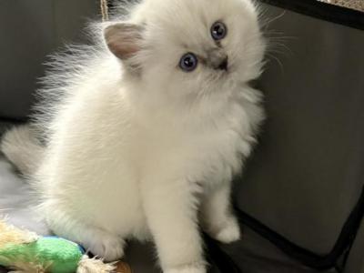 ZT Treasure - Ragdoll - Gallery Photo #1