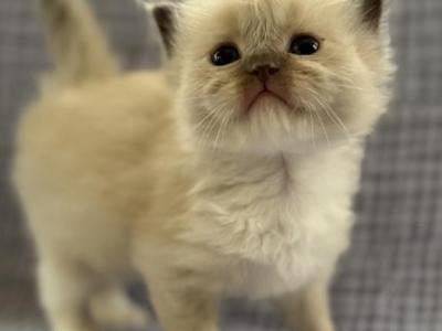 Azalea - Ragdoll - Gallery Photo #1