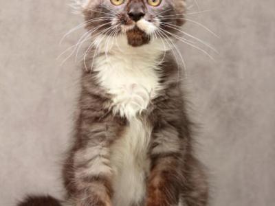 Maine Coon Kitten White Paws - Maine Coon - Gallery Photo #1