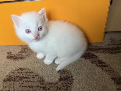 Dumbo Siblings - Ragdoll - Gallery Photo #1