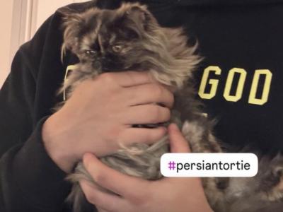 Myshka - Persian - Gallery Photo #1