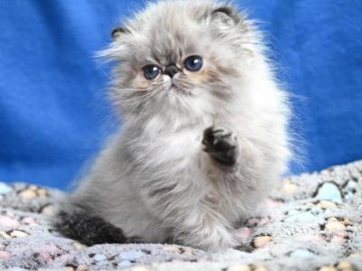 Jana - Persian - Gallery Photo #1