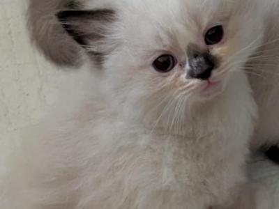 Abby Anne - Ragdoll - Gallery Photo #1