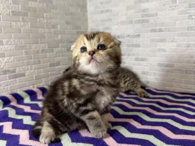 Princess - Scottish Fold - Gallery Photo #1