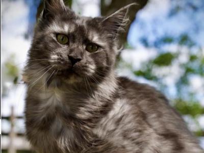 Chentia - Maine Coon - Gallery Photo #1