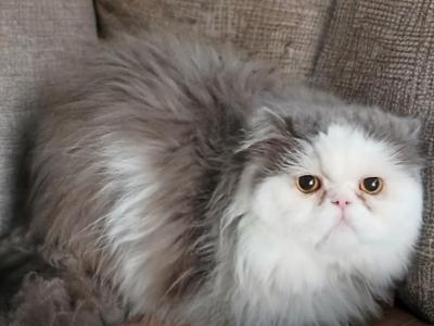 Cfa Lilac Bicolor Adult Proven Male - Persian - Gallery Photo #1