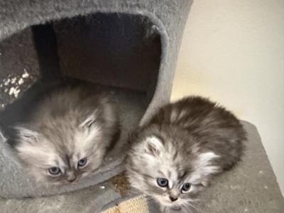 Minka S Kittens - Persian - Gallery Photo #1