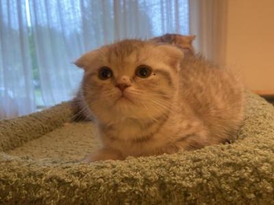 Cute Scottish Fold Male Kitten - Scottish Fold - Gallery Photo #1