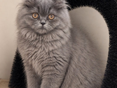 Blue - Persian - Gallery Photo #1