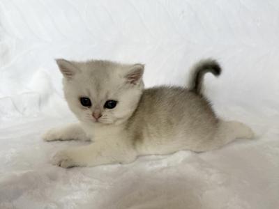 Lisa - British Shorthair - Gallery Photo #1