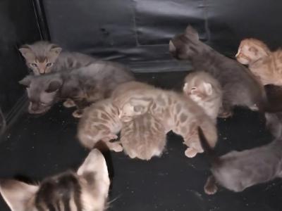 TICA Bengal Kittens - Bengal - Gallery Photo #1