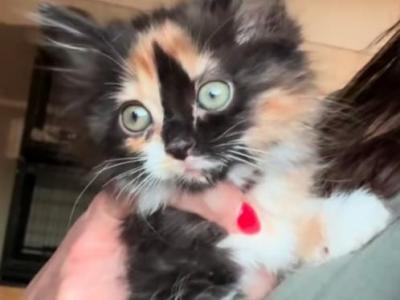 Bella - Maine Coon - Gallery Photo #1