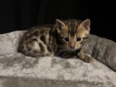 Brown Female - Bengal - Gallery Photo #1
