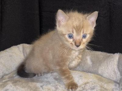 Snow Mink Male - Bengal - Gallery Photo #1