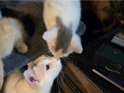 Mohawk - Turkish Van - Gallery Photo #1