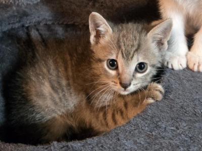 Tabby - Domestic - Gallery Photo #1