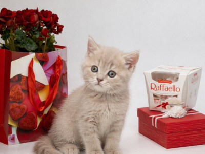 Silver Scottish Shorthair - Scottish Straight - Gallery Photo #1