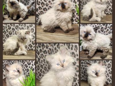 Ragdoll Siberian - Ragdoll - Gallery Photo #1