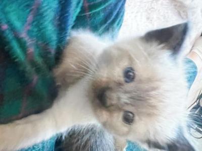 Seal Color Point Baby Boy - Siamese - Gallery Photo #1