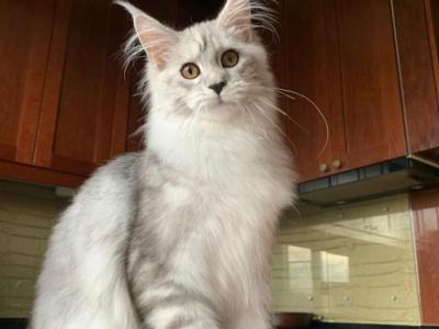 Girl - Maine Coon - Gallery Photo #1