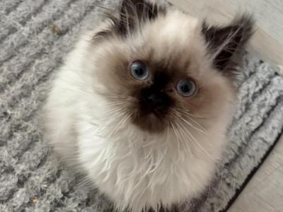 June Litter - Ragdoll - Gallery Photo #1