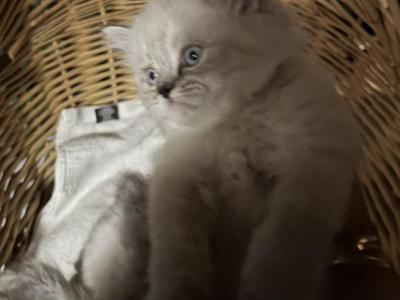 June Litter - Ragdoll - Gallery Photo #1