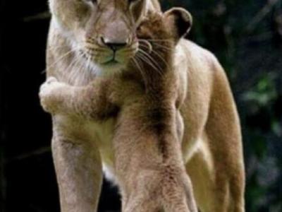 June Litter - Ragdoll - Gallery Photo #1