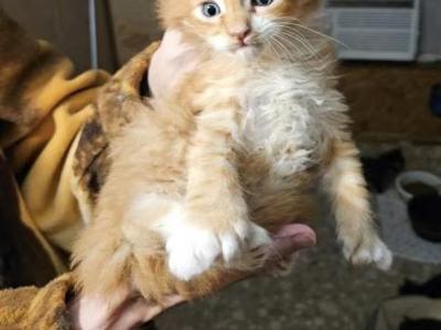 Theo - Maine Coon - Gallery Photo #1