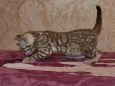 Asher - Bengal - Gallery Photo #1