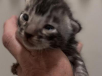 Silver - Bengal - Gallery Photo #1