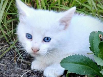 Cole - Domestic - Gallery Photo #1