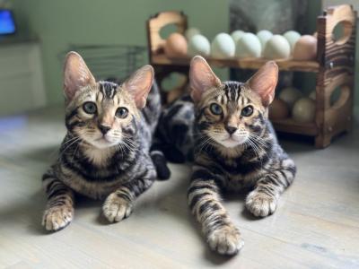 Volcano Litter - Bengal - Gallery Photo #1