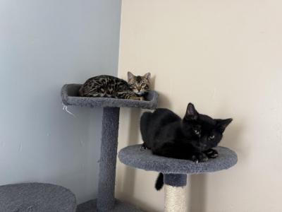 The Bean Litter - Bengal - Gallery Photo #1