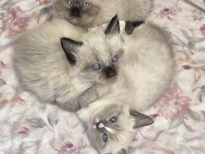 Mika Litter - Ragdoll - Gallery Photo #1