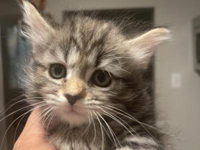 Sheba - Maine Coon - Gallery Photo #1