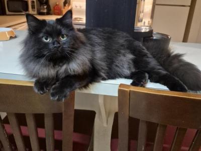 Black Beauty - Ragdoll - Gallery Photo #1