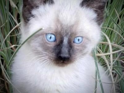 Captain - Domestic - Gallery Photo #1