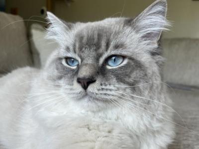 STUD SERVICE - Ragdoll - Gallery Photo #1