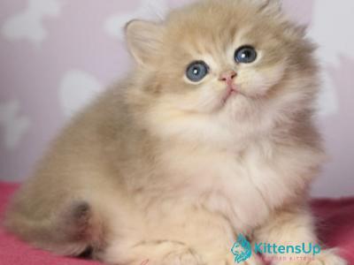 Multic - British Shorthair - Gallery Photo #1