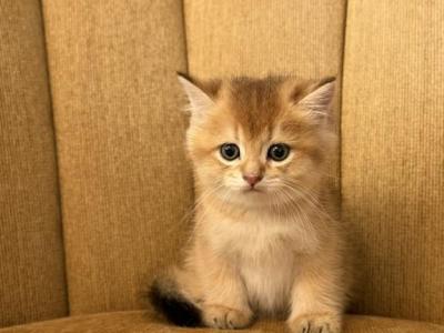 Male Scottish Straight Kitten - Scottish Straight - Gallery Photo #1