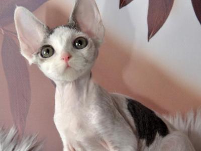 Arsenij - Devon Rex - Gallery Photo #1