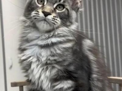 Forest - Maine Coon - Gallery Photo #1